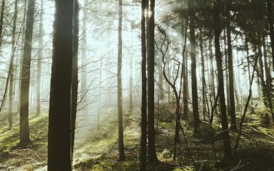 Vom Simonswäldertal auf den Kandel