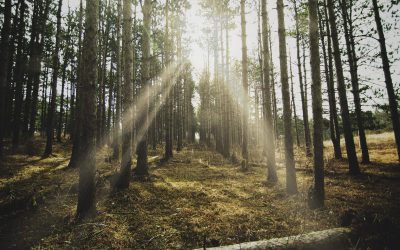 Rauf in den Hochschwarzwald